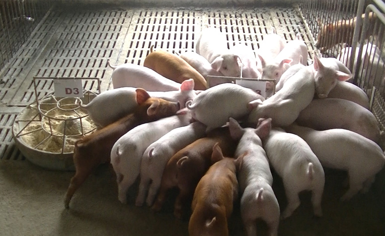 创新驱动降本 增效引领发展|上海雀魂官网协办福建省饲料工业协会2023年行业年会圆满召开