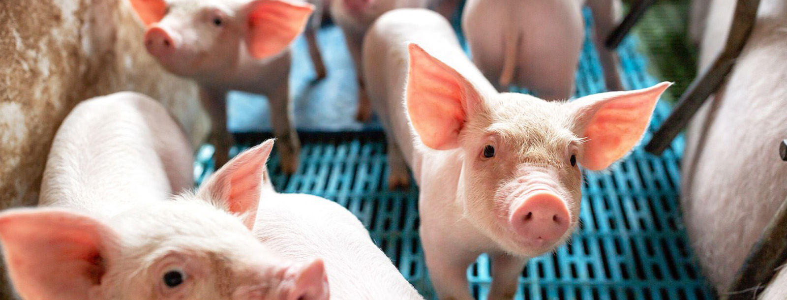 提高饲料原料可消化性