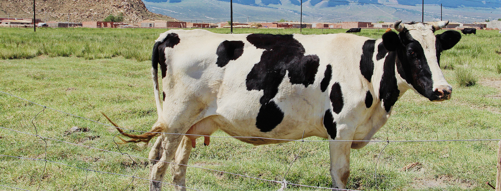 保险围产期奶牛健全