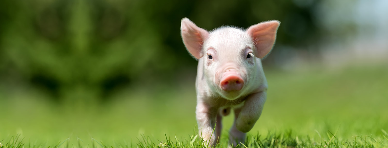 提高猪的消化能力