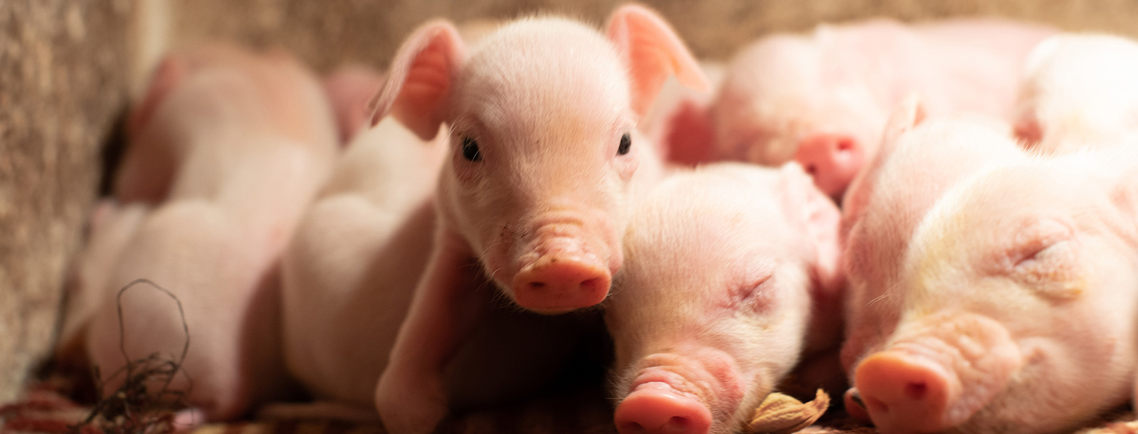 守护猪肠路健全