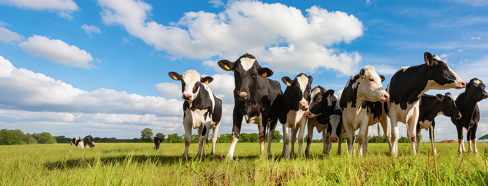 改善反刍饲料适口性，提高反刍动物采食量